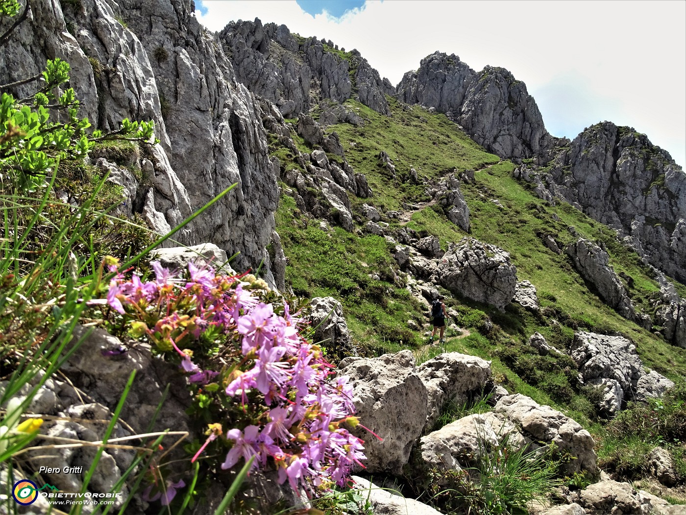 49 Ricompare il rododendro cistino (Rhodothamnus chamaecistus)  .JPG